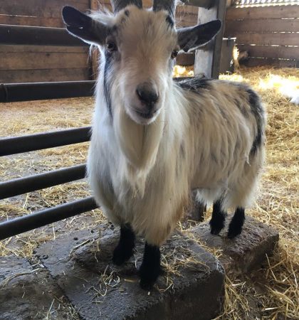Down on the farm - Goat