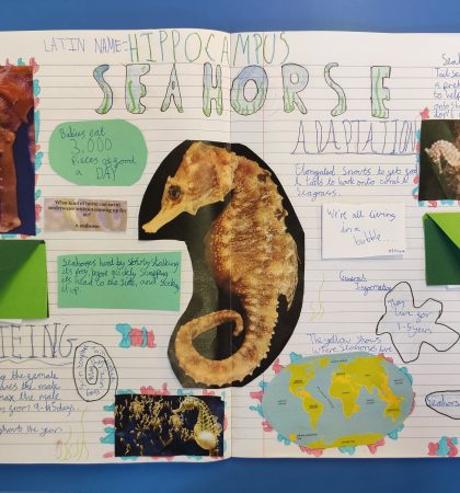 Animal Facts Sea Horse